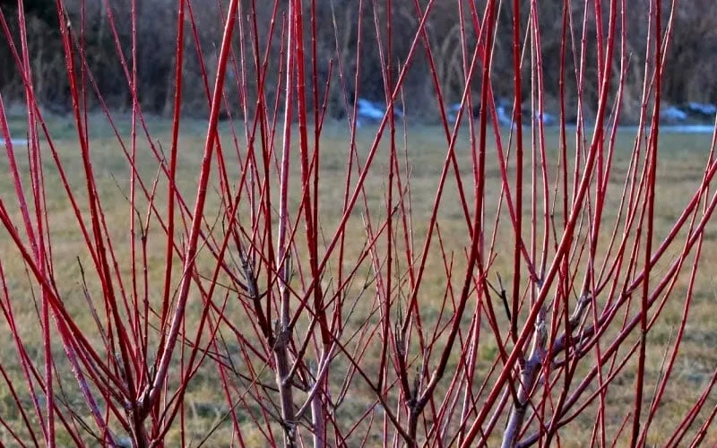 Variegated Dappled Willow Tree - Salix integra 'Hakuro Nishiki' - 3 Gallon Pot - Tree Form