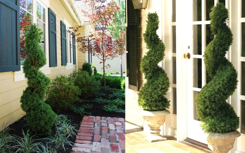 Spiral Dwarf Alberta Spruce Topiary - 5 Gallon Pot