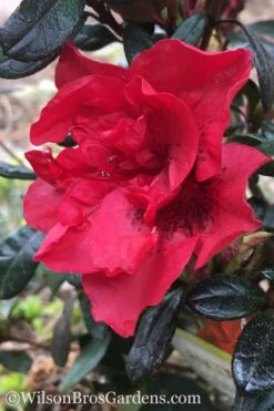 Autumn Fire Encore Azalea - 1 Gallon Pot