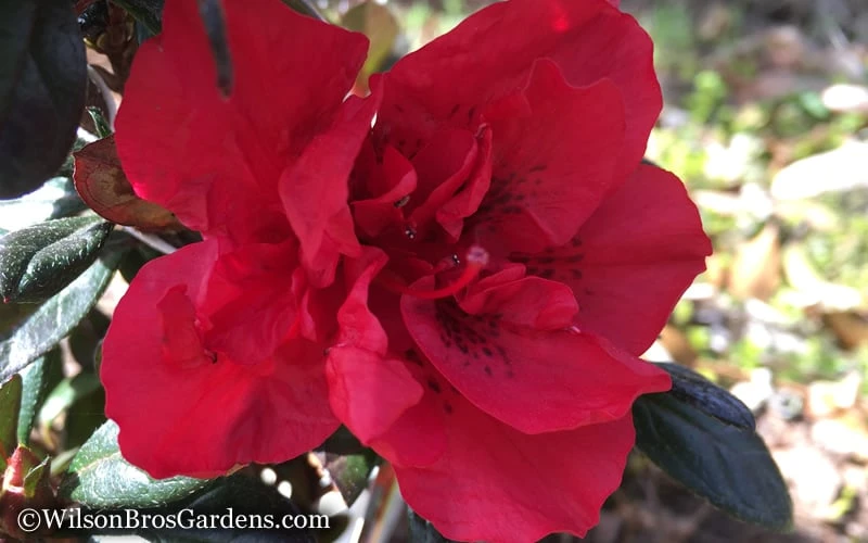 Autumn Fire Encore Azalea - 1 Gallon Pot