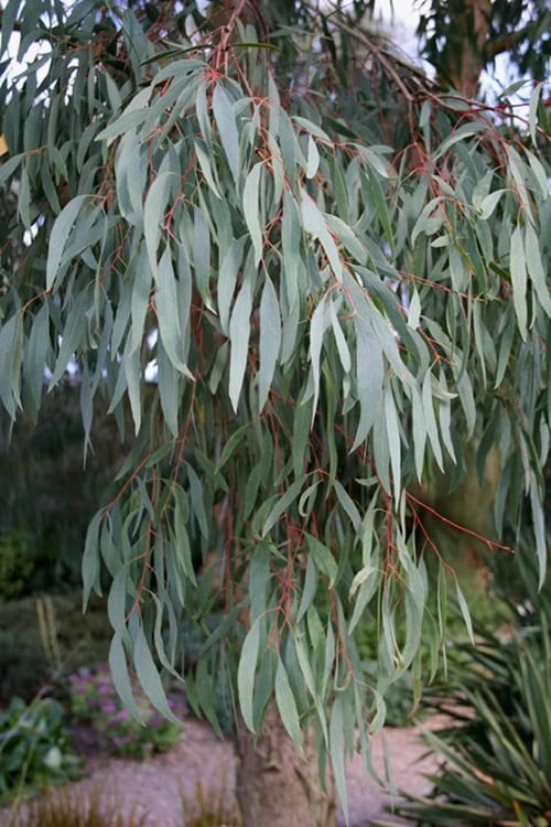 Angus Cold Hardy Eucalyptus Tree (Eucalyptus nicholii) - 6 Pack of 1 Gallon Pots