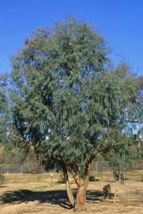 Angus Cold Hardy Eucalyptus Tree (Eucalyptus nicholii) - 6 Pack of 1 Gallon Pots
