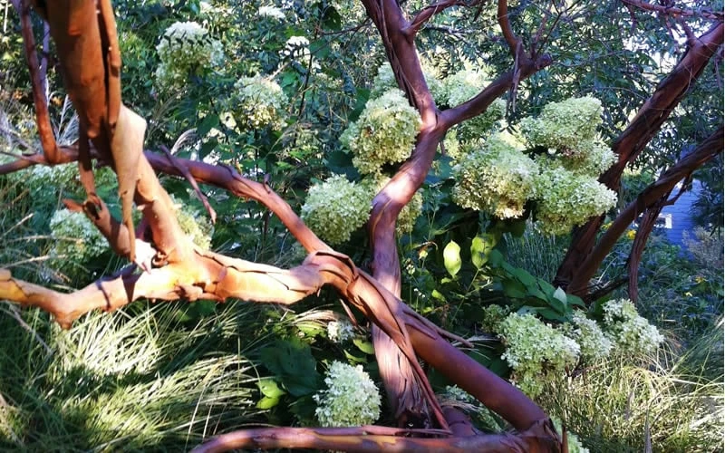 Funky Monkey Cold Hardy Eucalyptus Tree (Eucalyptus parvula) - 2 Gallon Pot