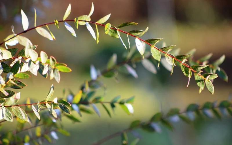 Funky Monkey Cold Hardy Eucalyptus Tree (Eucalyptus parvula) - 2 Gallon Pot