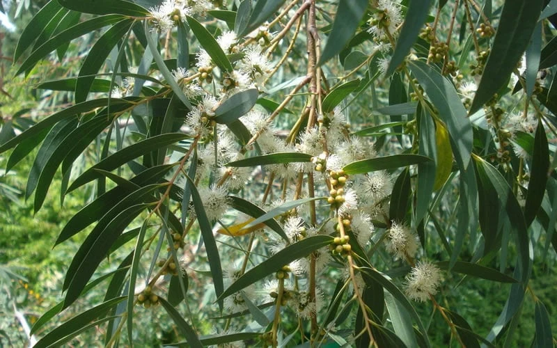 Funky Monkey Cold Hardy Eucalyptus Tree (Eucalyptus parvula) - 2 Gallon Pot