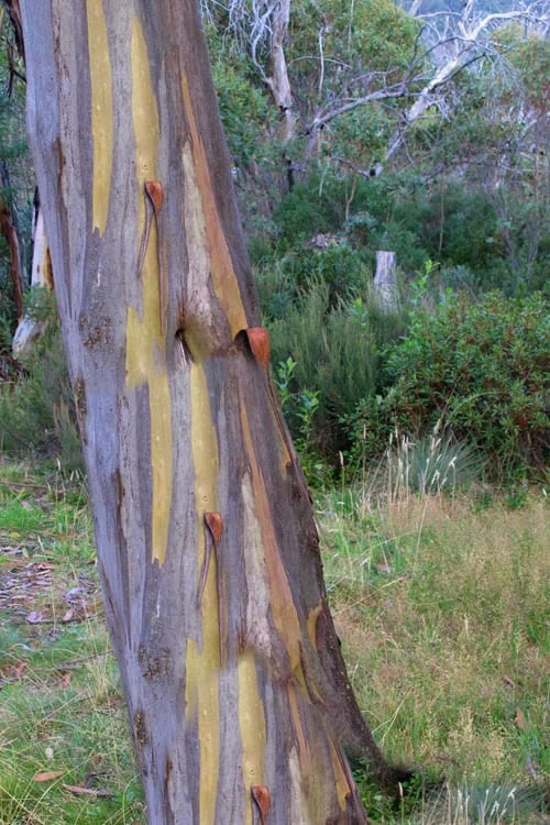 Sheila Cold Hardy Eucalyptus Tree (Eucalyptus stellulata) - Quart Pot