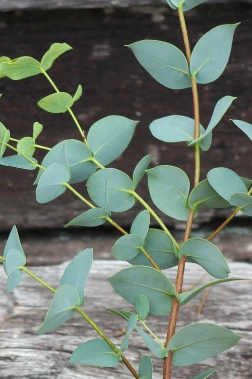 Sheila Cold Hardy Eucalyptus Tree (Eucalyptus stellulata) - Quart Pot
