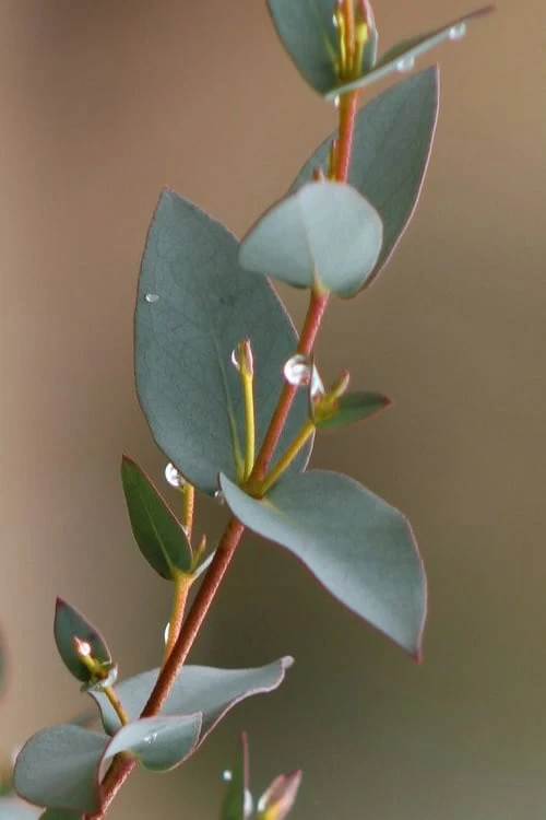 Sheila Cold Hardy Eucalyptus Tree (Eucalyptus stellulata) - Quart Pot