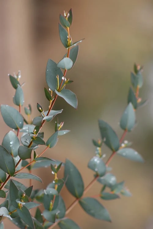 Sheila Cold Hardy Eucalyptus Tree (Eucalyptus stellulata) - Quart Pot