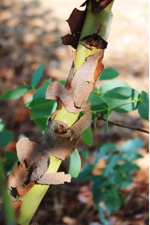 Sheila Cold Hardy Eucalyptus Tree (Eucalyptus stellulata) - Quart Pot