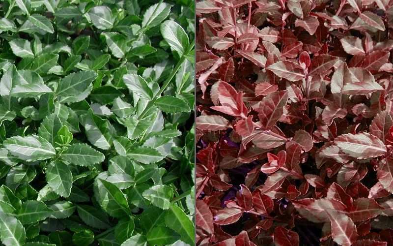 Purple Wintercreeper - Euonymus fortunei Coloratus - 3 Pack of Pint Pots