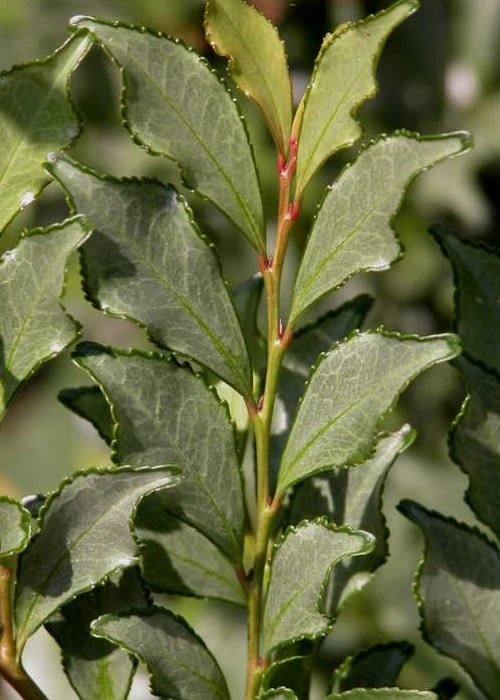 Eurya japonica 'Moutiers' - 3 Gallon Pot