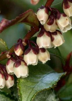 Eurya Japonica 'Moutiers' - 3 Gallon Pot