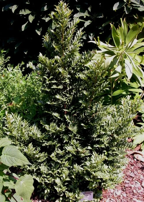 Eurya japonica 'Moutiers' - 3 Gallon Pot