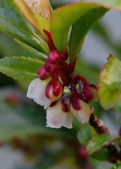 Eurya japonica 'Moutiers' - 3 Gallon Pot