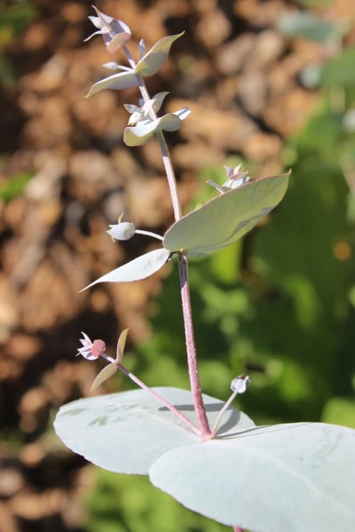 Maggie Cold Hardy Eucalyptus Tree (Eucalyptus nova anglica) - 3 Quart Pot