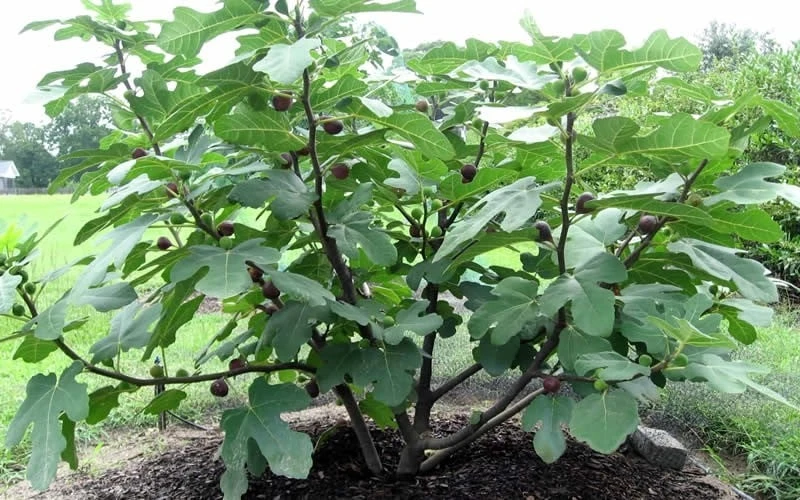 Chicago Cold Hardy Fig Tree - 6 Pack of 1 Gallon Pots