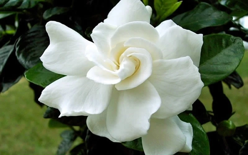 August Beauty Gardenia (Single Trunk Topiary Tree) - 5 Gallon Pot