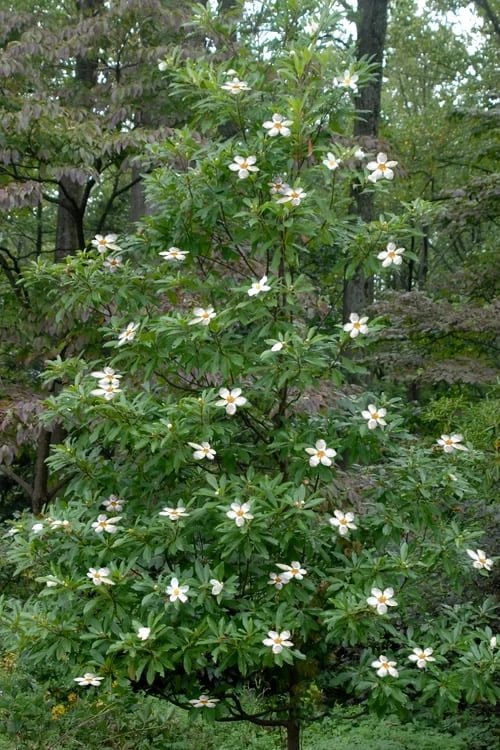 Sweet Tea Mountain Gordlinia - 5 Gallon Pot