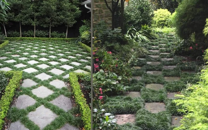 Kyoto Super Dwarf Mondo Grass - 3 Pack of Pint Pots