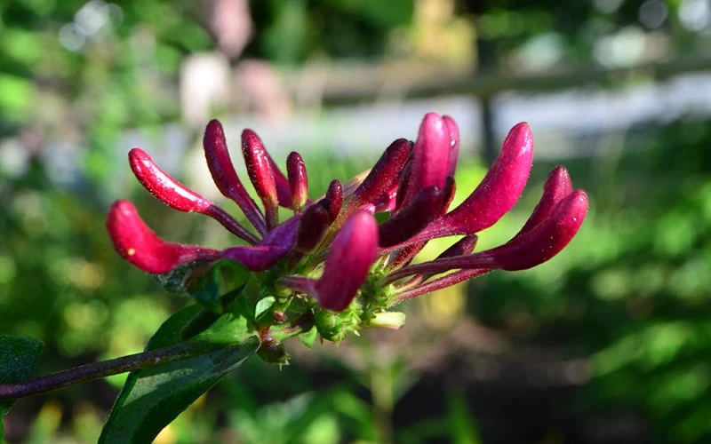 Peaches & Cream Fragrant Honeysuckle - Lonicera periclymenum - 3 Gallon Pot