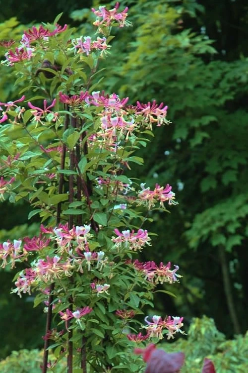 Peaches & Cream Fragrant Honeysuckle - Lonicera periclymenum - 3 Gallon Pot