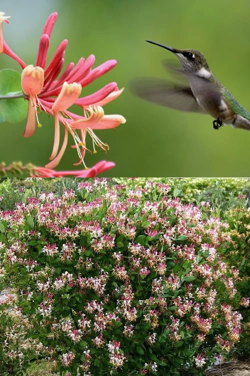 Peaches & Cream Fragrant Honeysuckle - Lonicera periclymenum - 3 Gallon Pot