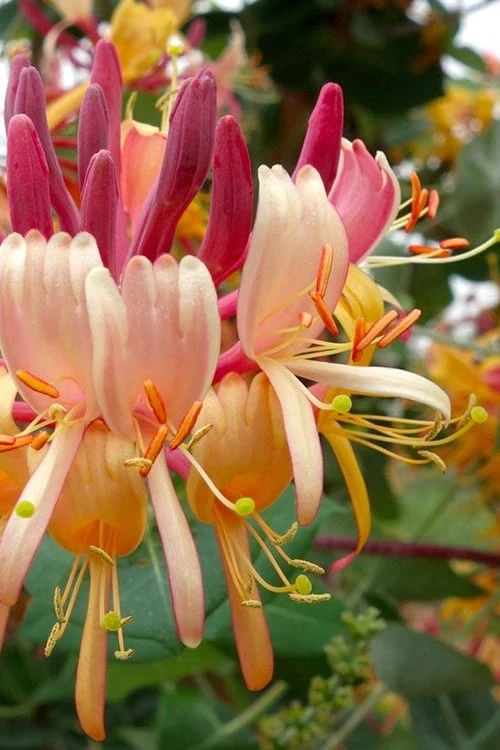 Peaches & Cream Fragrant Honeysuckle - Lonicera periclymenum - 3 Gallon Pot