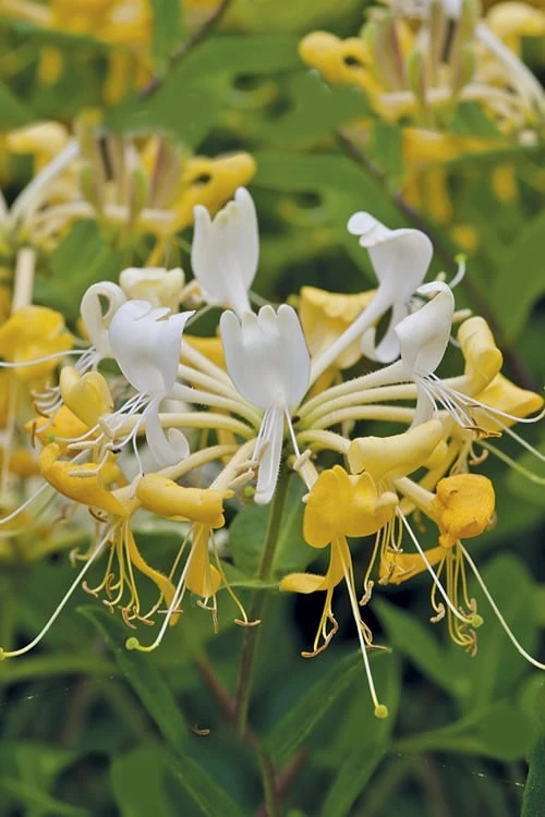 Scentsation Fragrant Yellow Honeysuckle - Lonicera periclymenum - 1 Gallon Pot