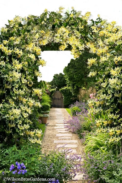 Scentsation Fragrant Yellow Honeysuckle - Lonicera periclymenum - 1 Gallon Pot