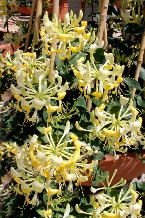 Scentsation Fragrant Yellow Honeysuckle - Lonicera periclymenum - 1 Gallon Pot