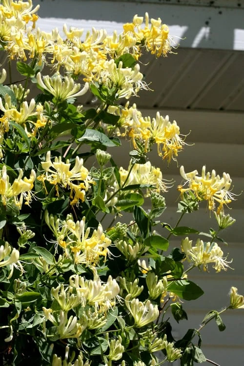 Scentsation Fragrant Yellow Honeysuckle - Lonicera periclymenum - 1 Gallon Pot