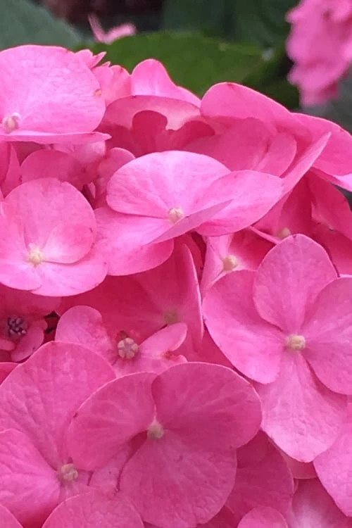 After Midnight Hydrangea - 3 Gallon Pot