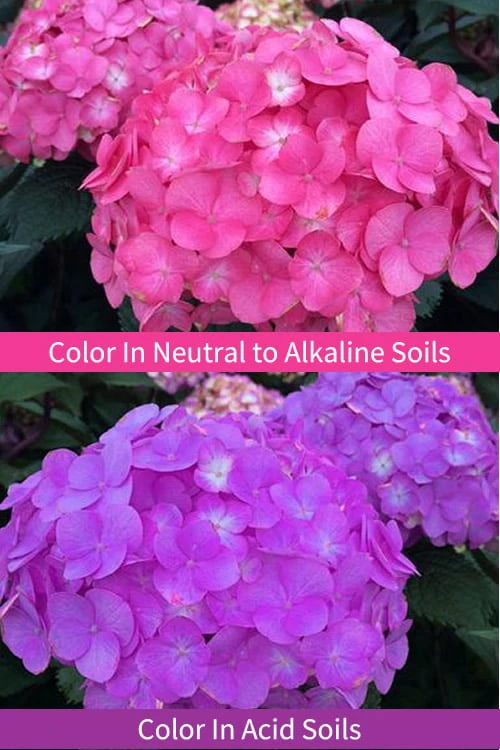 After Midnight Hydrangea - 3 Gallon Pot