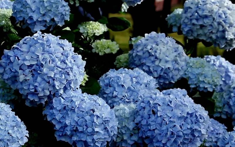 Big Daddy Hydrangea - 3 Gallon Pot
