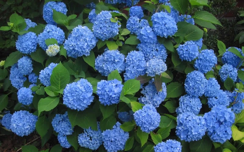 Endless Summer Hydrangea Original - 7 Gallon Pot
