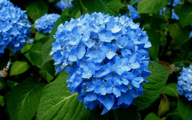 Endless Summer Hydrangea Original - 7 Gallon Pot