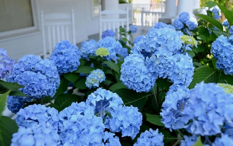Nikko Blue Hydrangea - 2 Gallon Pot