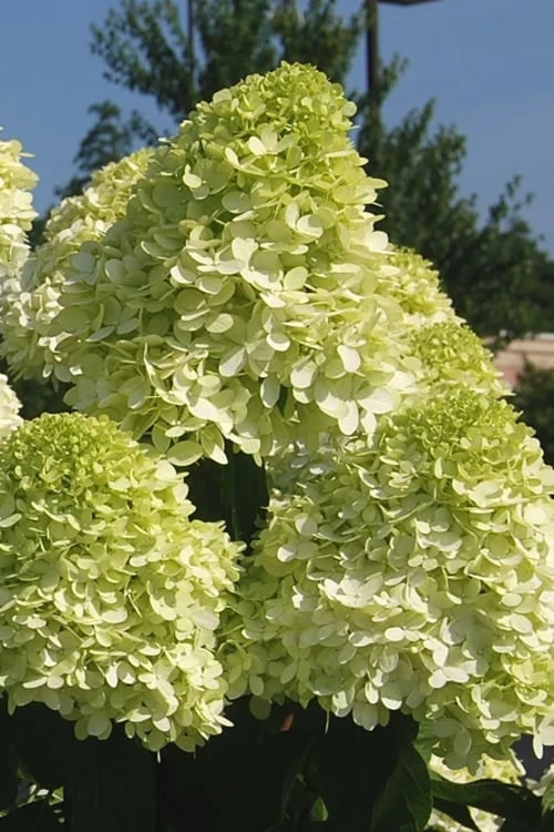 Limelight PeeGee Hydrangea - 3 Gallon Pot