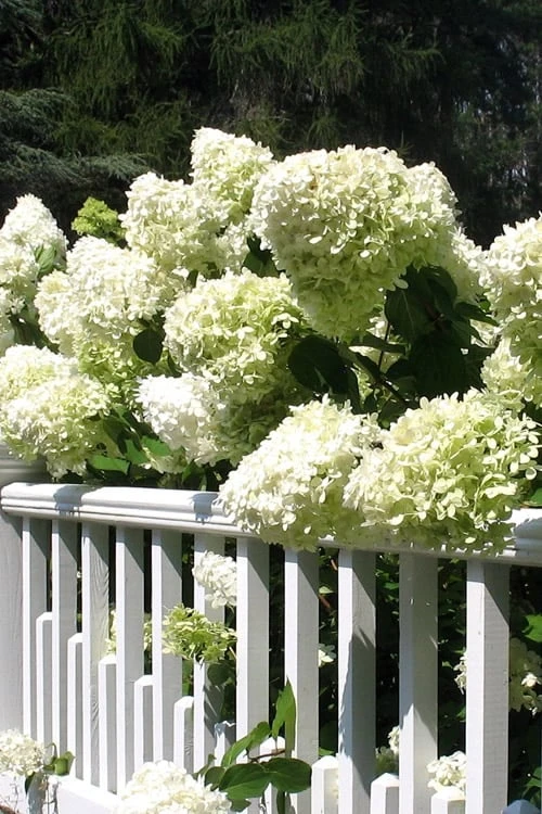 Limelight PeeGee Hydrangea - 3 Gallon Pot
