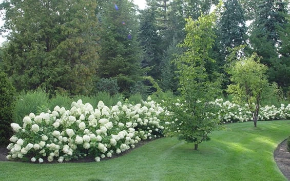 Limelight PeeGee Hydrangea - 3 Gallon Pot