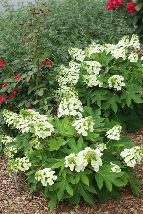 Munchkin Dwarf Oakleaf Hydrangea - 2 Gallon Pot
