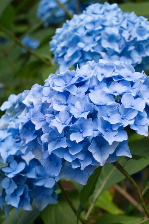 Nikko Blue Hydrangea - 2 Gallon Pot