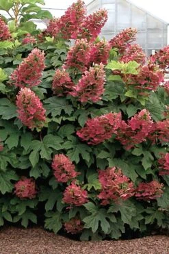 Ruby Slippers Dwarf Oakleaf Hydrangea - 1 Gallon Pot