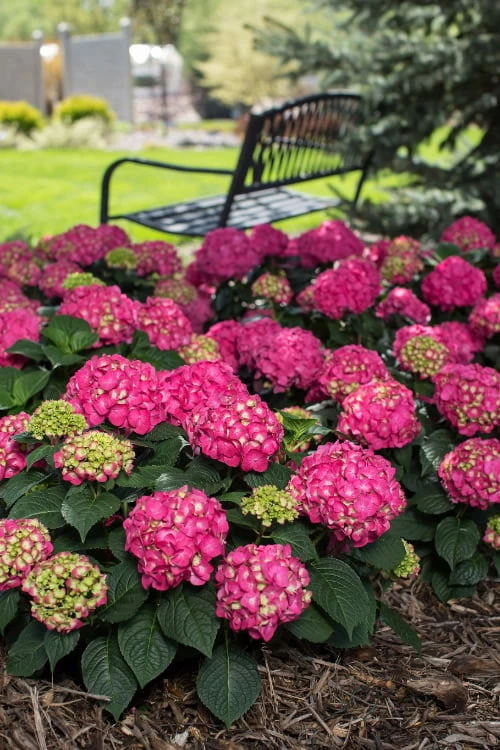 Summer Crush Endless Summer Hydrangea - 2 Gallon Pot
