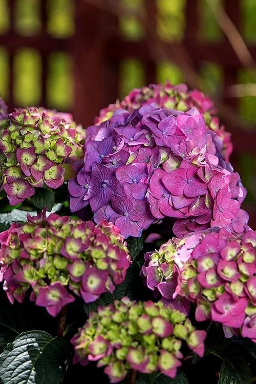 Summer Crush Endless Summer Hydrangea - 2 Gallon Pot