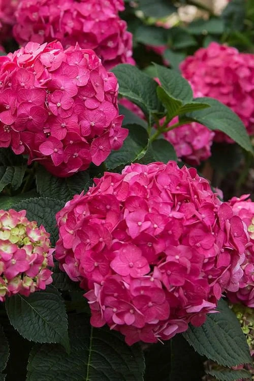 Summer Crush Endless Summer Hydrangea - 2 Gallon Pot