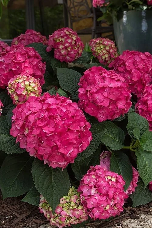 Summer Crush Endless Summer Hydrangea - 2 Gallon Pot