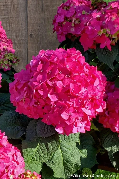 Summer Crush Endless Summer Hydrangea - 2 Gallon Pot
