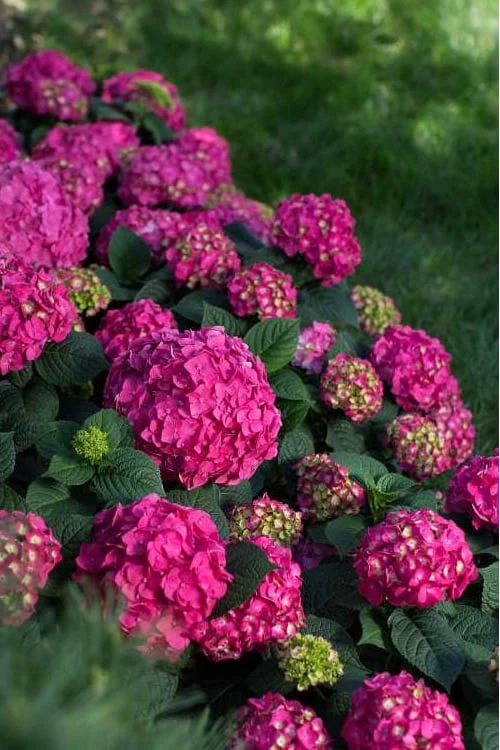 Summer Crush Endless Summer Hydrangea - 2 Gallon Pot